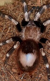 Tarantula,vtackár