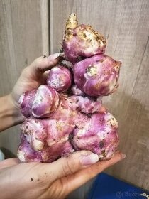 Topinambur, Židovský zemiak, čičóka, slnečnica hľuznatá - 1