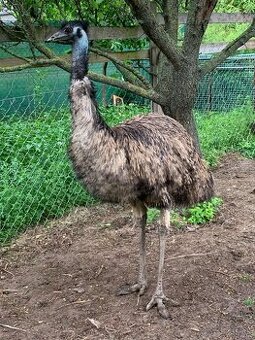 Emu hnedy samec