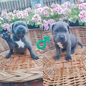 cane corso šteniatka
