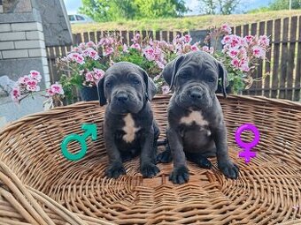 cane corso šteniatka