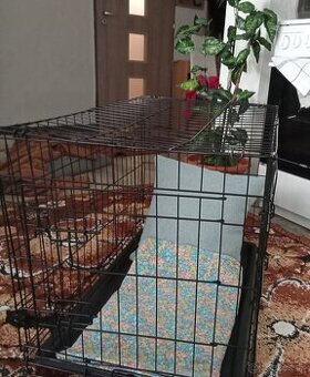Jack Russell