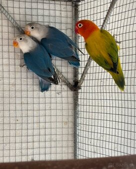 Agapornis fischer