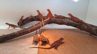 Agama bradatá - Red mláďata