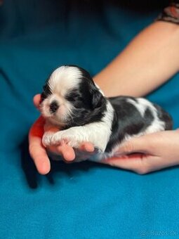 Shih-tzu S PP (Ši cu, shih tzu)