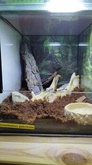 🦎 Predám kompletne zariadené teráriá – 25×30×25 cm