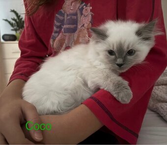 Predám mačiatka Ragdoll s PP voľná len Coco, Clea-predaná