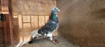 Predám poštové holuby