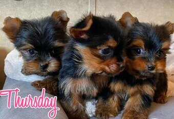 Yorkshire terrier ❤