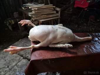 Predam husy/kačice na zarez - 1