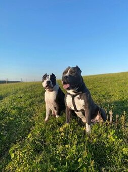 Krytie - AMERICKÝ STAFORDŠÍRSKY TERIÉR (amstaff, staford)