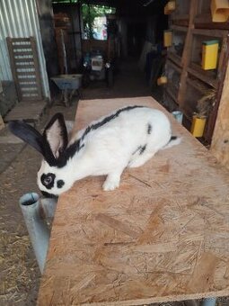 Nemecký obrovitý strakáč