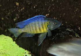 COPADICHROMIS SP. KAWANGA DARK BLUE
