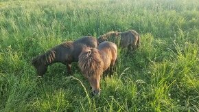 Shetland pony - 1