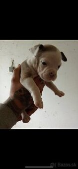 American Bully steniatka
