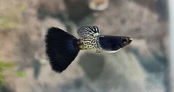 Gupky Blue Metalic