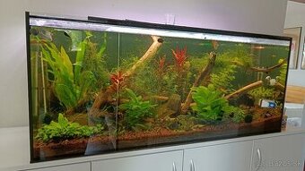 Rastliny do akvária