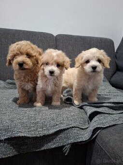 Maltipoo