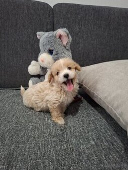 Maltipoo