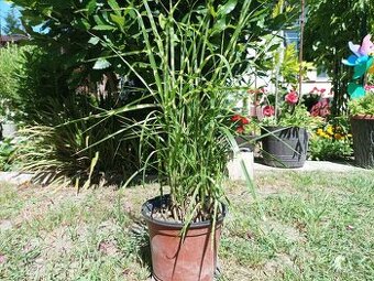 Miscanthus 'Gold Bar' - Ozdobnica Ćínska