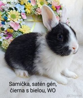 Zakrslé ( zdrobnené) mláďatká s VP satén gén