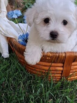 Bichon Havanese /Havanese / Havanskÿ Psík