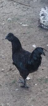 Kohut Ayam cenami x hodvabnicka - 1