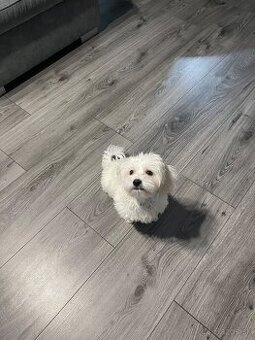 Predám Šteniatko Čistokrvneho Maltezaka