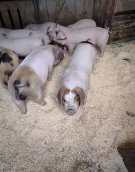 Landras X durok - 20-25kg