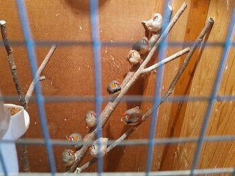 Zebricka austrálska