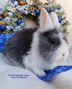 Zakrslý králik teddy gén s VP - samček modrý s bielou HK
