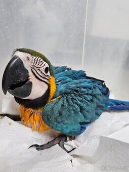 Predám samčeka Ara Ararauna