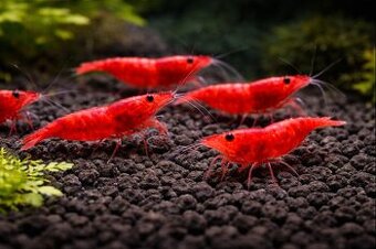 Krevetky Neocardinia Davidi Červené