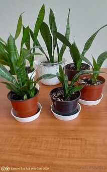 Svokrine jazyky menšie - 1