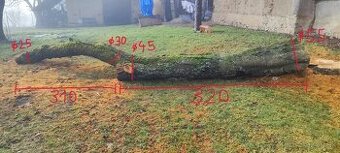 Predám zrezaný kmeň čerešne