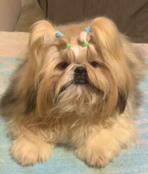 Pekný psík plemena Shih Tzu