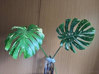 monstera thai vrcholovy odrezok