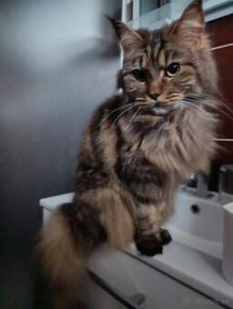 Mainská mývalia mačka bez PP