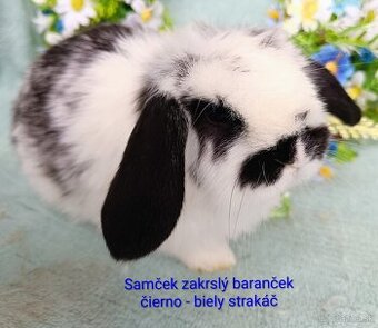 Zakrslý baranček s VP samček strakáč