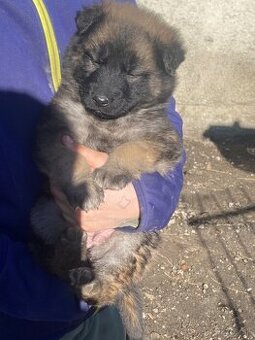 Predám nemecky ovčiak