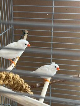 Predám biele zebricky