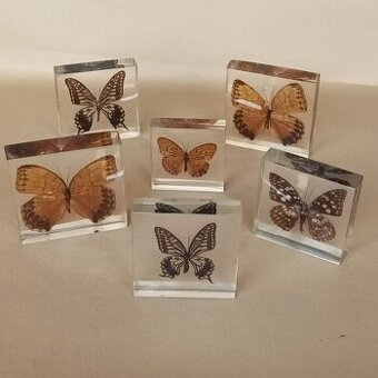 Ponúkam na predaj unikátnu zbierku 6 kusov motýľov