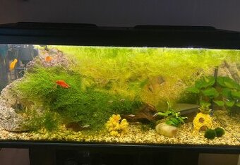 Predám akvárium 160l