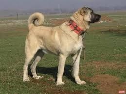 Čuvač a.kangal