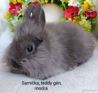Zakrslý králik teddy gén s VP - samička modrá