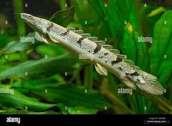 Predám Polypterus Bichir delhezi,senegalsky