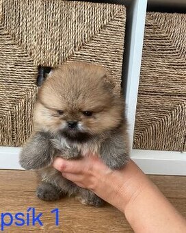 Pomeranian mini Boo - 1