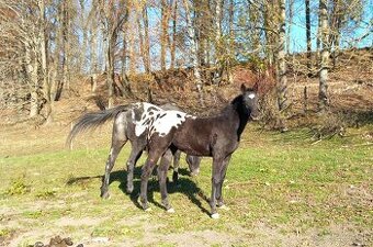 Roční appaloosa klisna