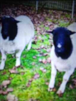 Ponukame ovce AJ jahnata mesoveho plemena Charolais X dorper