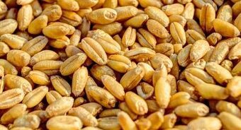 Predám navrecovanú pšenicu